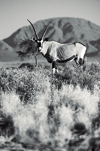 Oryx Antelope in Namibia