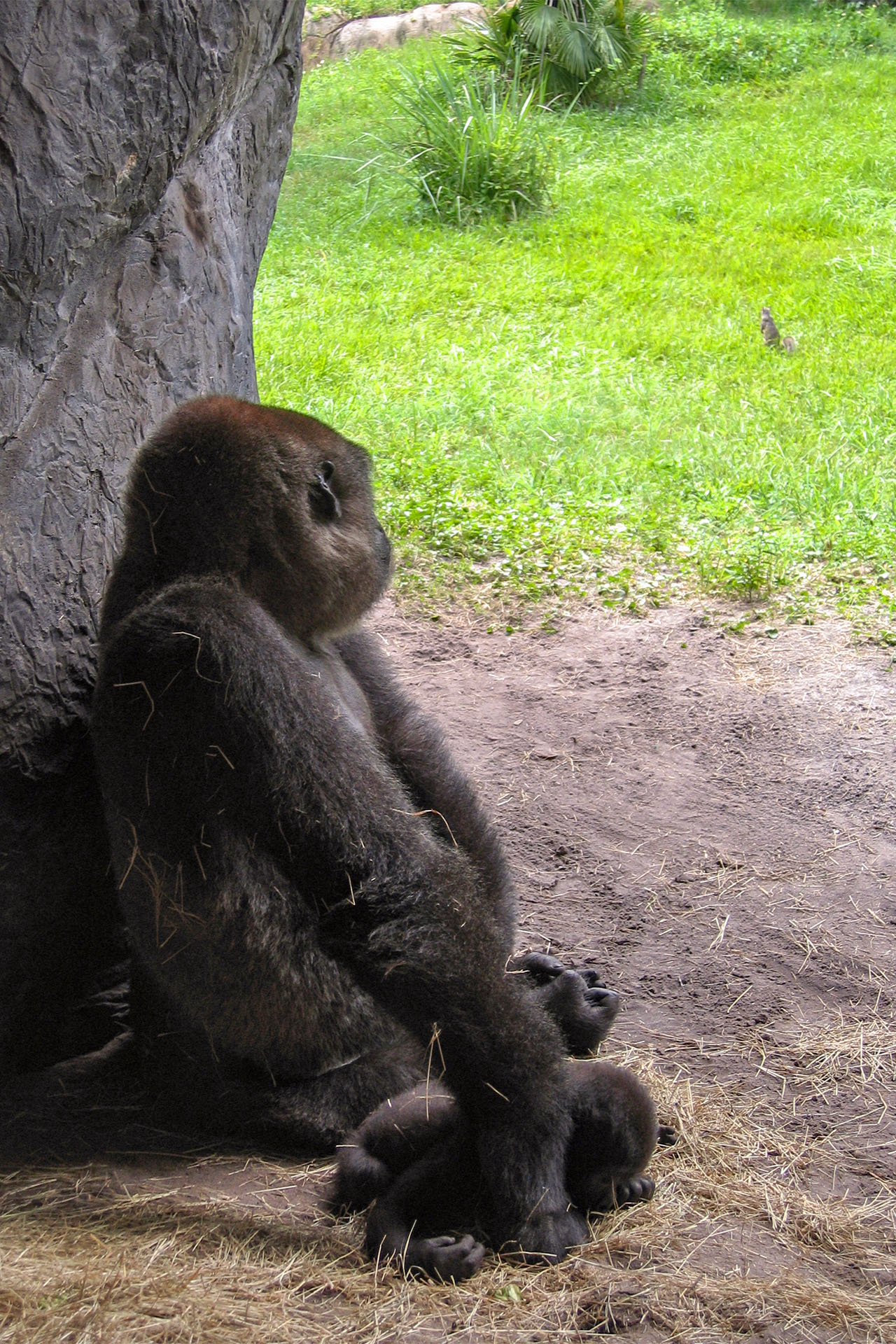 gorillas-busch-gardens