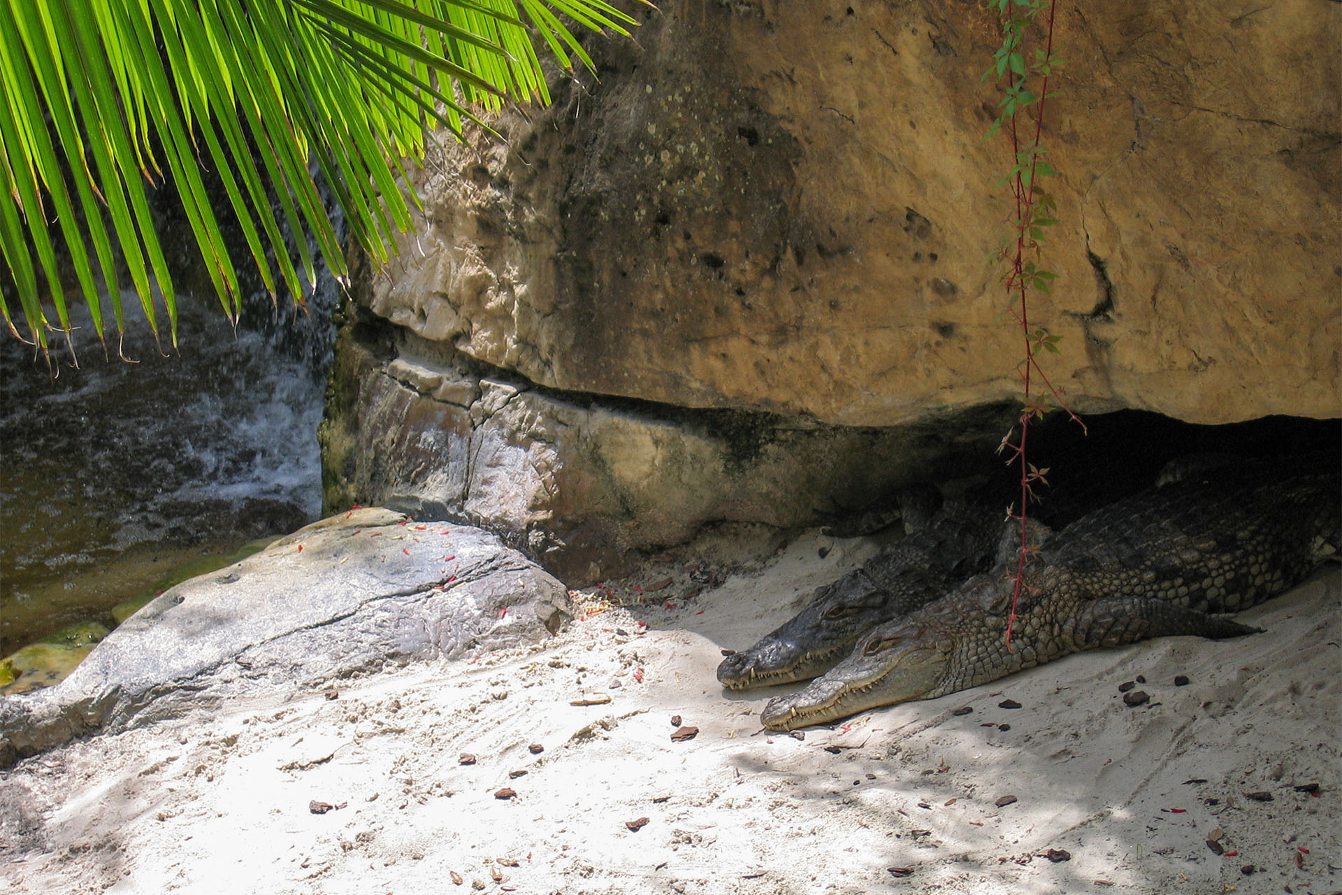 krokodile-busch-gardens