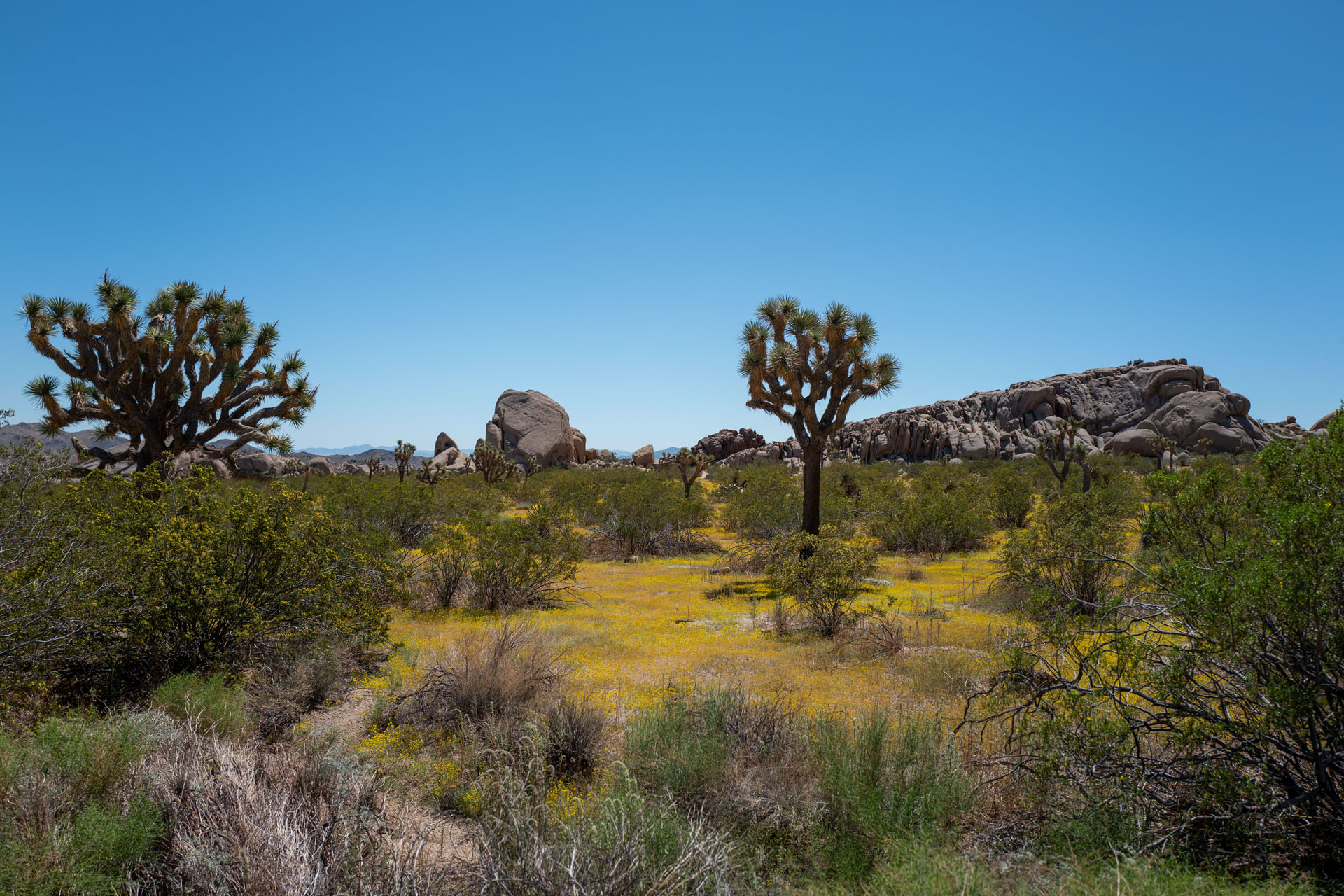 Joshua Tree National Park